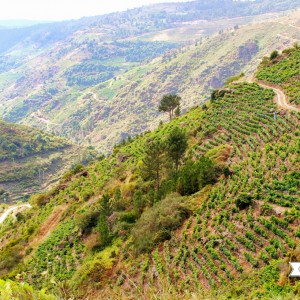 galicia10_Heme13_Ribeira3