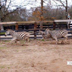 galicia10_Heme11_Marcelle2